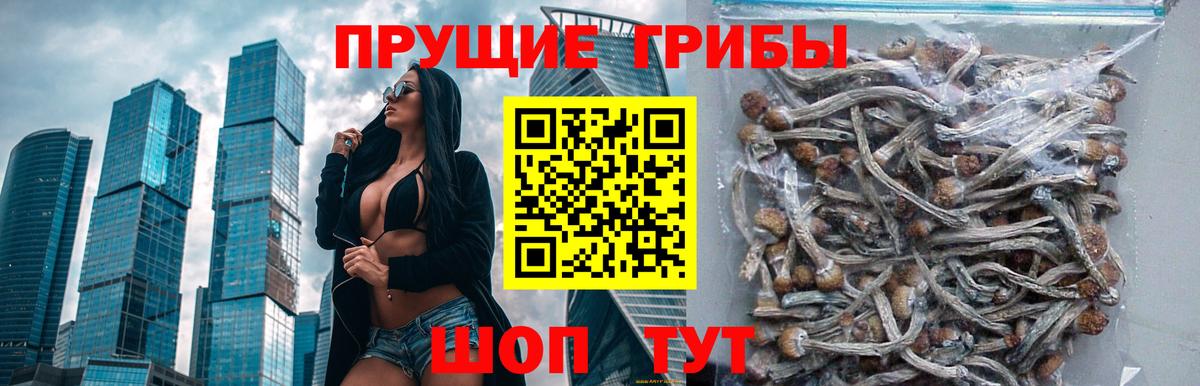 Куйбышев  Псилоцибиновые грибы Psilocybine cubensis  Вход с VPN 